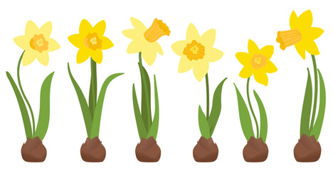 Early spring garden flowers. Bouquet of daffodils. Vector set of yellow daffodils isolated on white background. Vector illustration for bright holiday card, poster, banner.