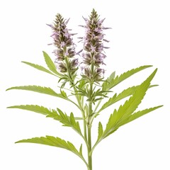 Motherwort herb isolated on white background