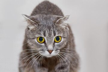 Its unique folded ears and soft gray fur make it irresistible. The cat's calm demeanor radiates charm. A Scottish Fold cat with captivating yellow eyes sits gracefully on a textured white blanket.