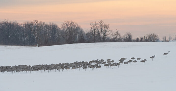 Sandhill Cranes in Winter