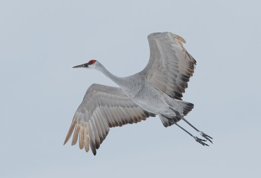 Sandhill Cranes in Winter