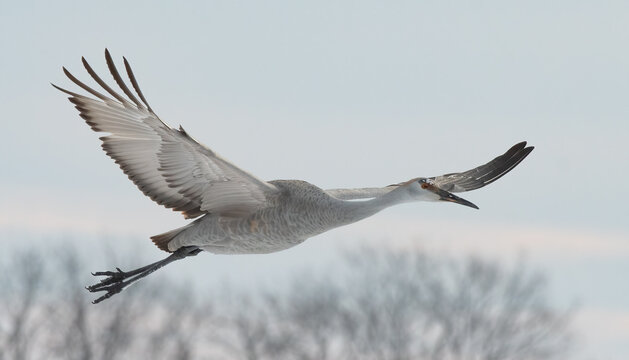 Sandhill Cranes in Winter