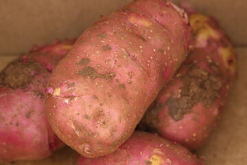 Fresh Dirty Potatoes Close Up