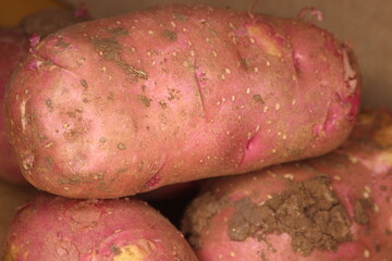 Fresh Dirty Potatoes Close Up