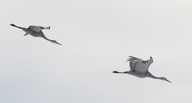 Sandhill Cranes in Winter