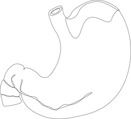 Flat human stomach. Drawing black and white of human body with stomach. Internal organ, anatomy. Flat icon, illustration isolated on white background. Continuous line