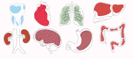 Set of vector icons related to human organs, pixel accurate, with the ability to edit stroke and scale on a white background with bright spots.