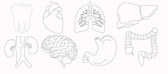 Set of vector icons related to human organs, pixel accurate, with the ability to edit stroke and scale on a white background.