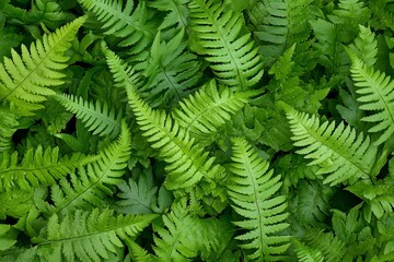 Obraz premium Lush green fern leaves background texture. (3)
