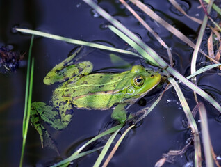 A frog swims in a pond
