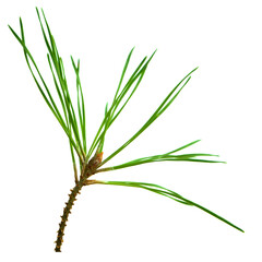 fir branche. Green branche on transparent, png. For decor and holiday frames and postcards, sites and banners