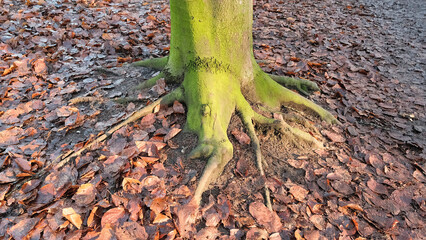Spaziergang im Wald