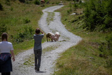 Alpine landscape with free-roaming pigs enjoying a summer meadow. Surrounded by lush grass,...