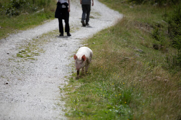 Alpine landscape with free-roaming pigs enjoying a summer meadow. Surrounded by lush grass,...