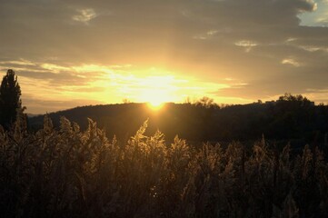 sunset in the field