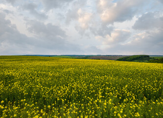 Fototapeta premium Spring rapeseed yellow blooming fields