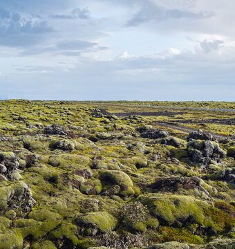 Scenic autumn green lava fields near Fjadrargljufur  Canyon in Iceland. Green  moss on volcanic lava stones.  Unique lava fields growth after Laki volcano eruption.