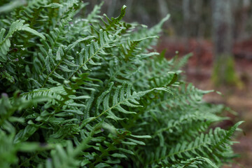 fern in the forest