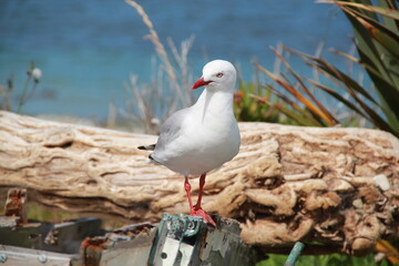 seagull on the rocks