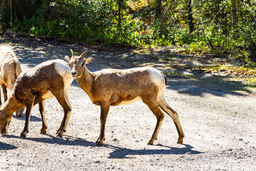 A flock of Rocky Mountain bighorn  sheep ( Ovis Canadensis ) licks salt by the roadside. Jasper National Park, Alberta, Canada