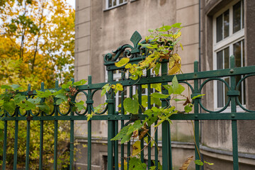 The photo shows a green metal fence with tendrils, a multi-story building in the background and autumn leaves, creating a calm, rustic atmosphere.