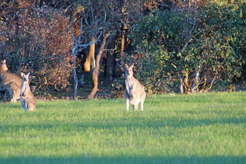 Kangaroo on Guard Duty