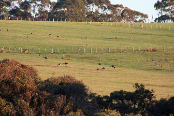 Wild Kangaroos on the Farm