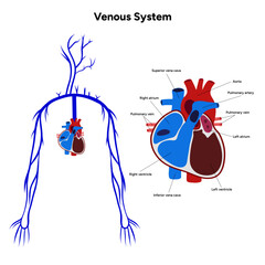 Venous veins human system upper body medical diagram