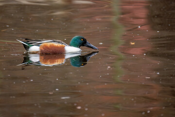 Pato cuchara, Cuchara común, northern shoveler