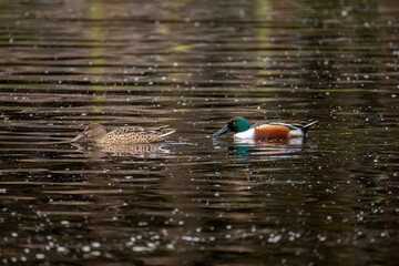 Pareja de Pato cuchara o Cuchara común o northern shoveler nadando sobre lago