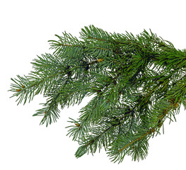 Christmas tree branch isolated on transparent, png for a Christmas decor. Branches close-up. Collection of Fir Branches
