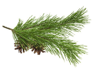 Fir tree branches and pine cone isolated on white background. Christmas tree, winter time concept.
