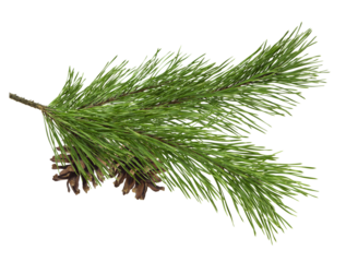 Fir tree branches and pine cone isolated on white background. Christmas tree, winter time concept.