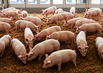 A group of pigs located in a modern farming environment within an agricultural setting