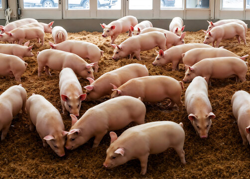 A group of pigs located in a modern farming environment within an agricultural setting