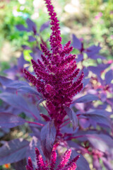 Vegetable amaranth blooms, bright leaves and flowers in the summer in the garden. Ornamental plant