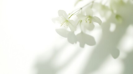 Obraz premium Delicate White Blossoms Cast Gentle Shadows