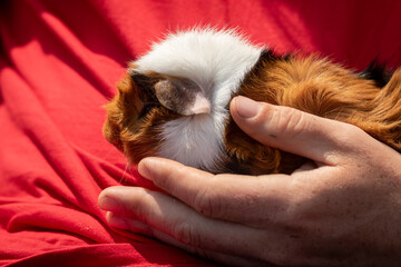 Baby guinea pig Harry the Prince or Ginger Whinger