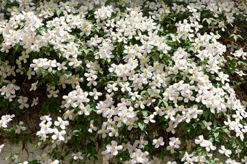 Mountain or anemone clematis (Clematis montana) Clusters of abundant pale pink climbing  flowers covering a wall with deep-green attractive foliage
