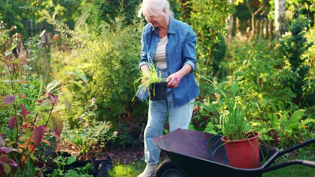 Senior woman working in her garden on a sunny day
