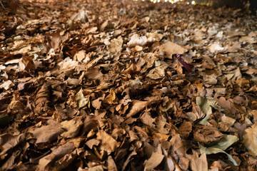 Autumnal Abundance: A Carpet of Fallen Brown Leaves in the Forest