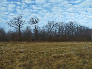 Large oak trees on the edge of the forest in winter. Beautiful landscape and leafless trees in the forest.
