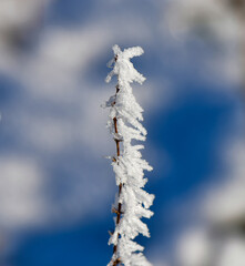 Frost-covered plant stalk stands out against a clear blue winter sky during early morning light