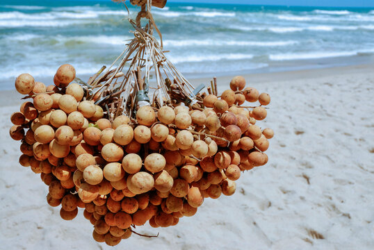 The Pitomba fruit, Eugenia luschnathiana, a flowering plant in the family Myrtaceae being sold by fruit seller at Futuro Beach. Fortaleza, Brazil, 2016