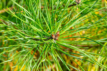 Conifer, larch, close-up of conifer branch in autumn. Green needles of the tree.