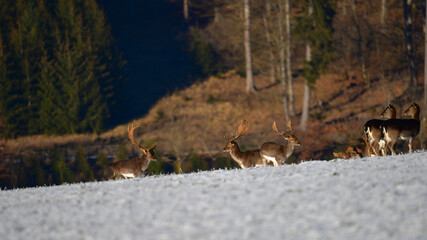 Deer gracefully moving through a snowy landscape in a forest during winter afternoon