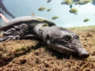 Virgil the Turtle sits on a platform at Blue Grotto, Florida