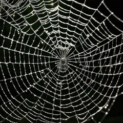 Obraz premium A dew-laden spiderweb shimmers in the darkness capturing the intricate beauty of nature's delicate artistry.