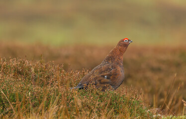 Red Grouse male bird in winter, facing right in natural heather habitat on managed grouse moorland in North Yorkshire.  Scientific name: Lagopus Lagopus.  Copy Space.  Horizontal