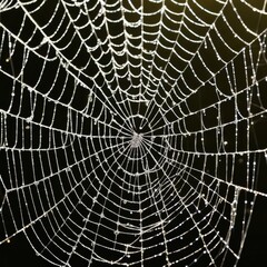 A dew-laden spiderweb shimmers in the darkness capturing the intricate beauty of nature's delicate artistry.